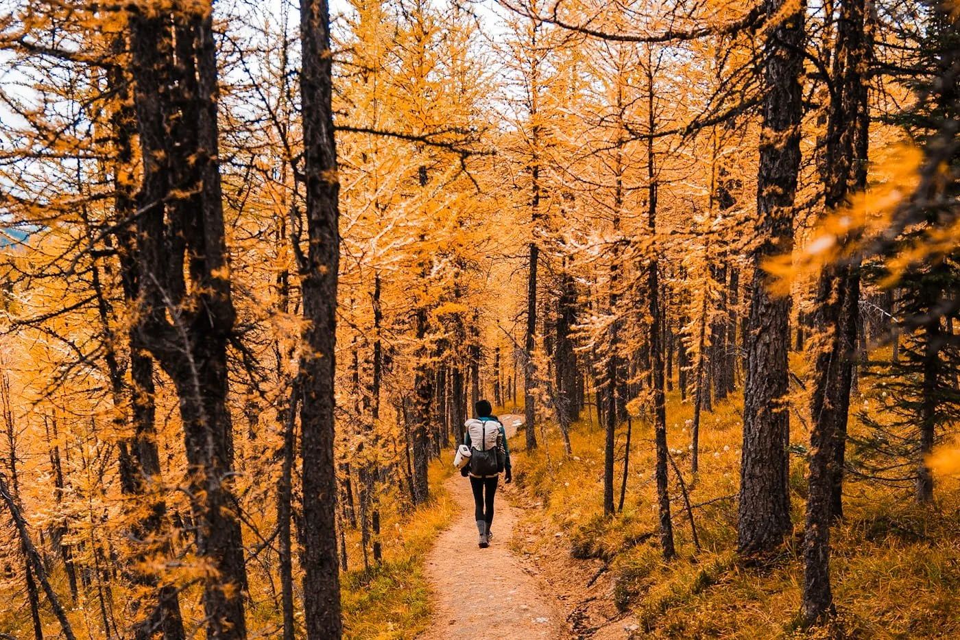 A backpacker marching through a forest of gold near Mount Assiniboine
