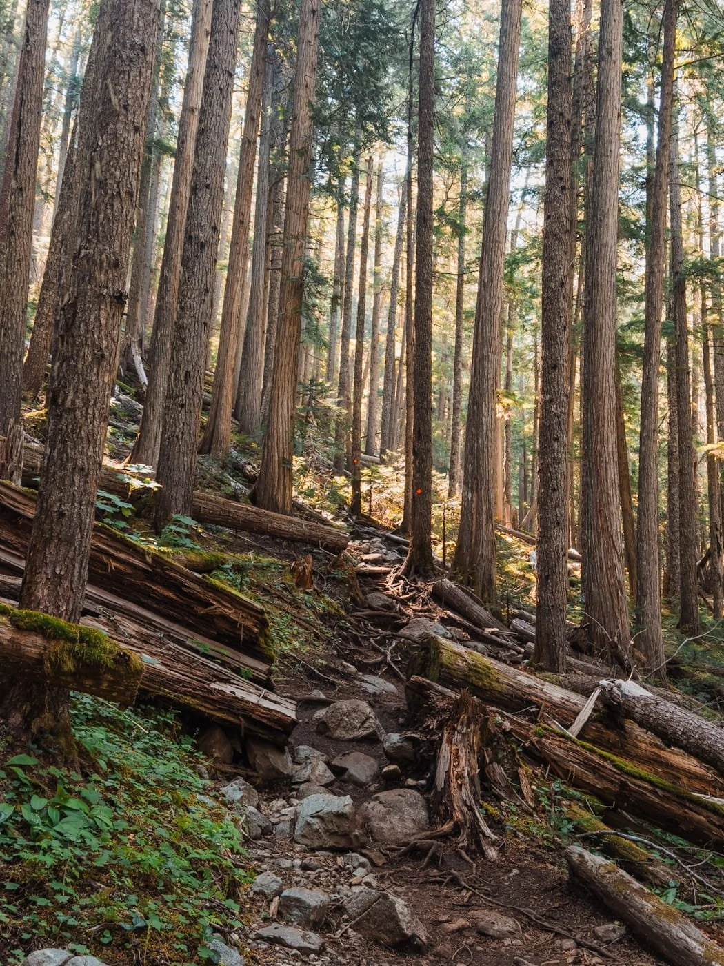  A view of a steep, rocky and rooted section along the Wedgemount Lake trail 