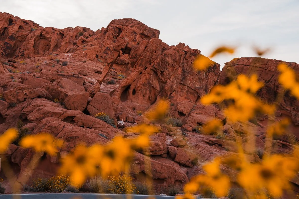red rocks with a formation that looks like an elephant and yellow flowers in the foreground