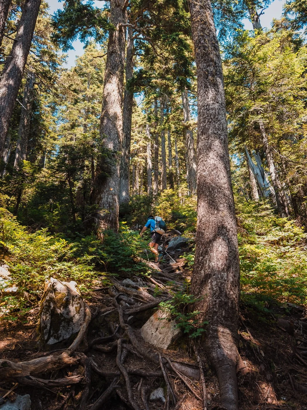 Root scramble along the Howe Sound Crest Trail