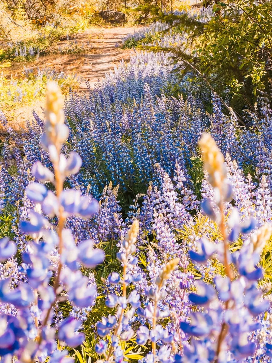  meadow of lupine flowers in washington 