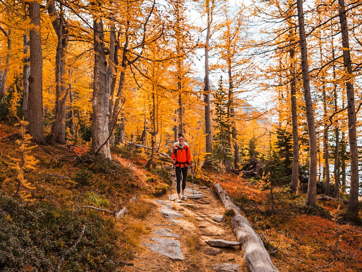 a woman hiking towards the camera on a trail surrounded by golden larch trees
