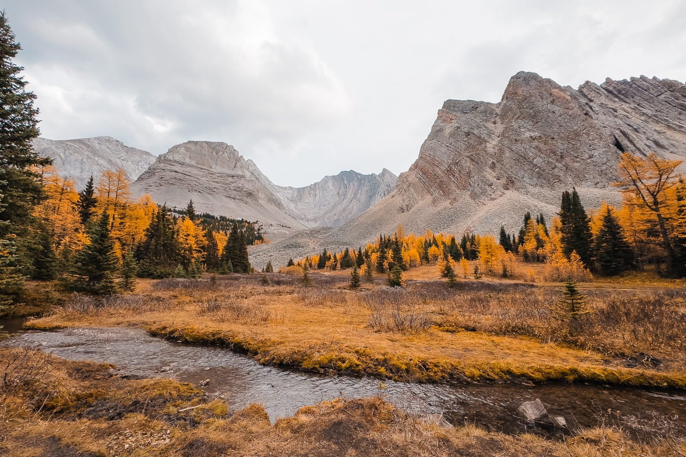 looking at a creek and lake with rocky mountains and larch trees in the distance