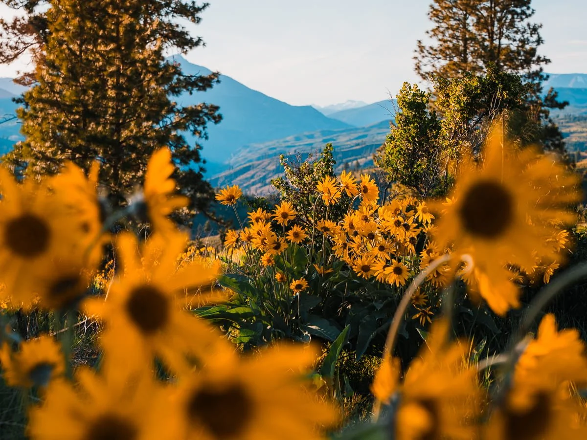 Yellow balsamroot flowers in the entiat, with hills in the background