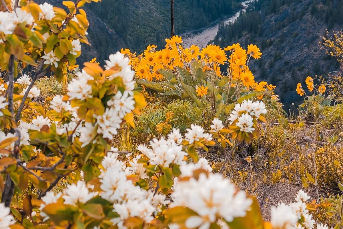 White flowers on a bush and yellow balsamroot flowers on a hike in Leavenworth