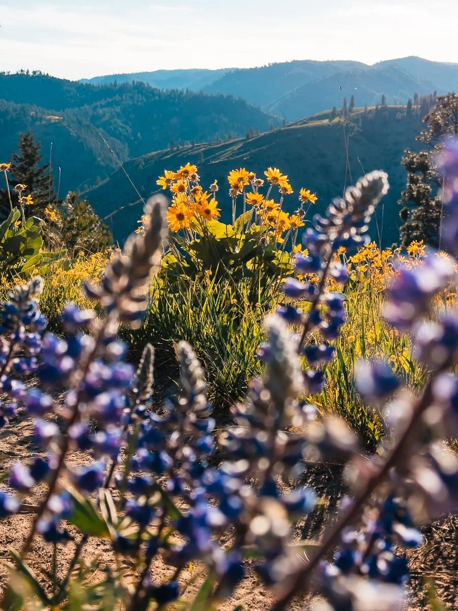  Lupine and balsam root flowers in central washington 