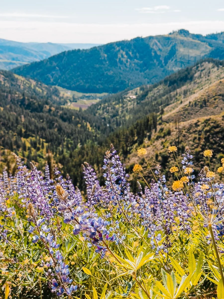  meadow of lupine flowers in washington 