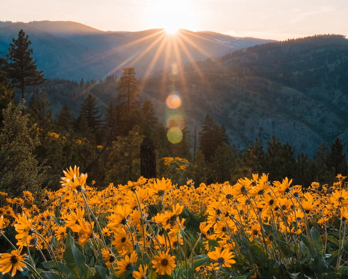 yellow balsamroot flowers facing the sun as it sets behind the wooded hills in Entiat, Washington