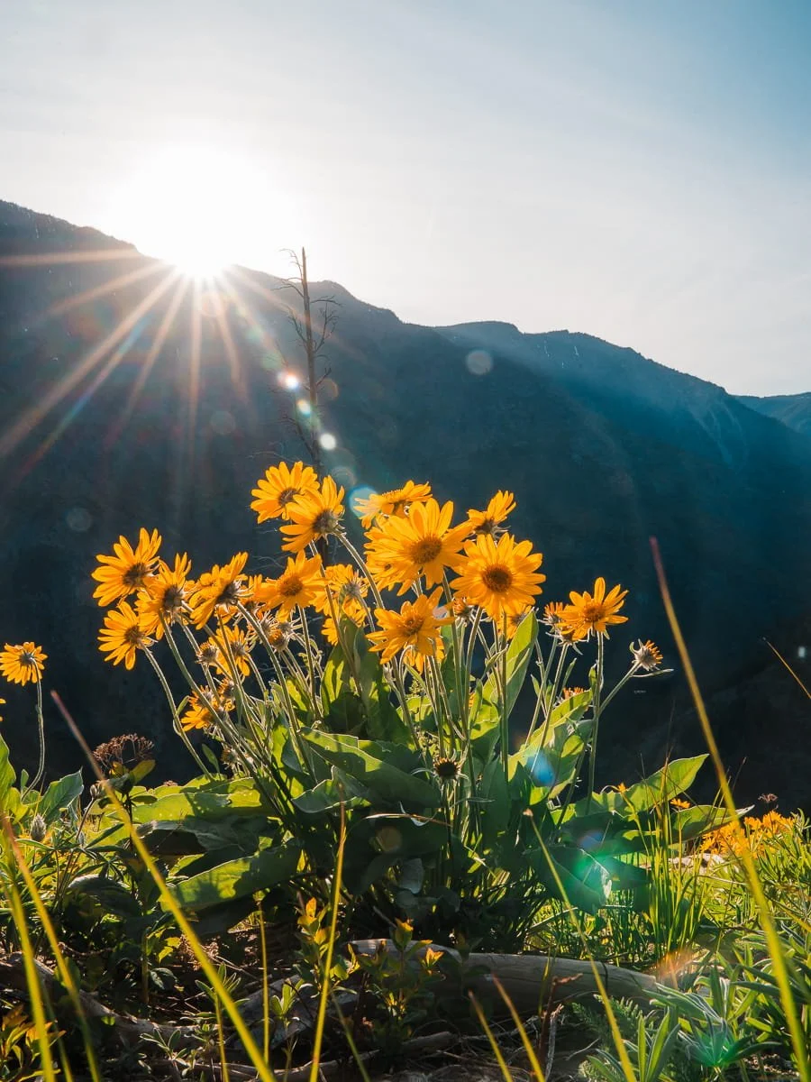  mountain ridgeline during sunset with balsam root flowers 