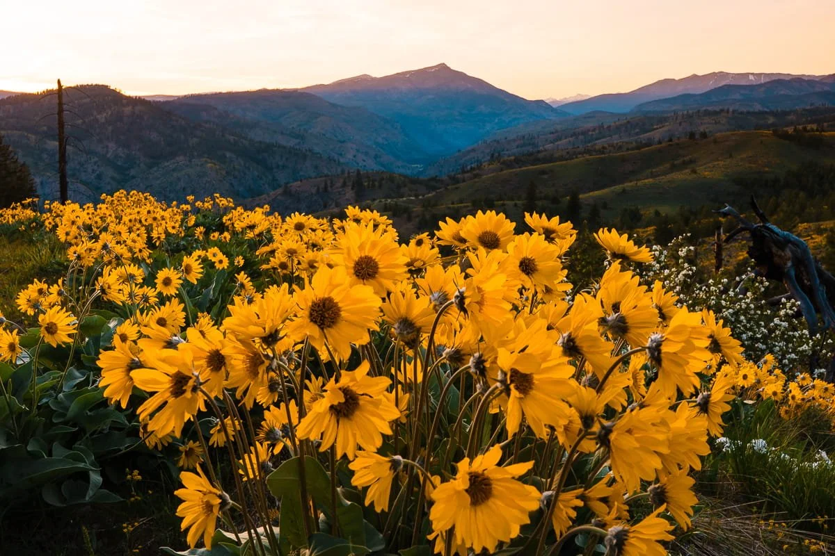a grove of yellow balsamroot flowers with purple alpenglow on the hills at sunset