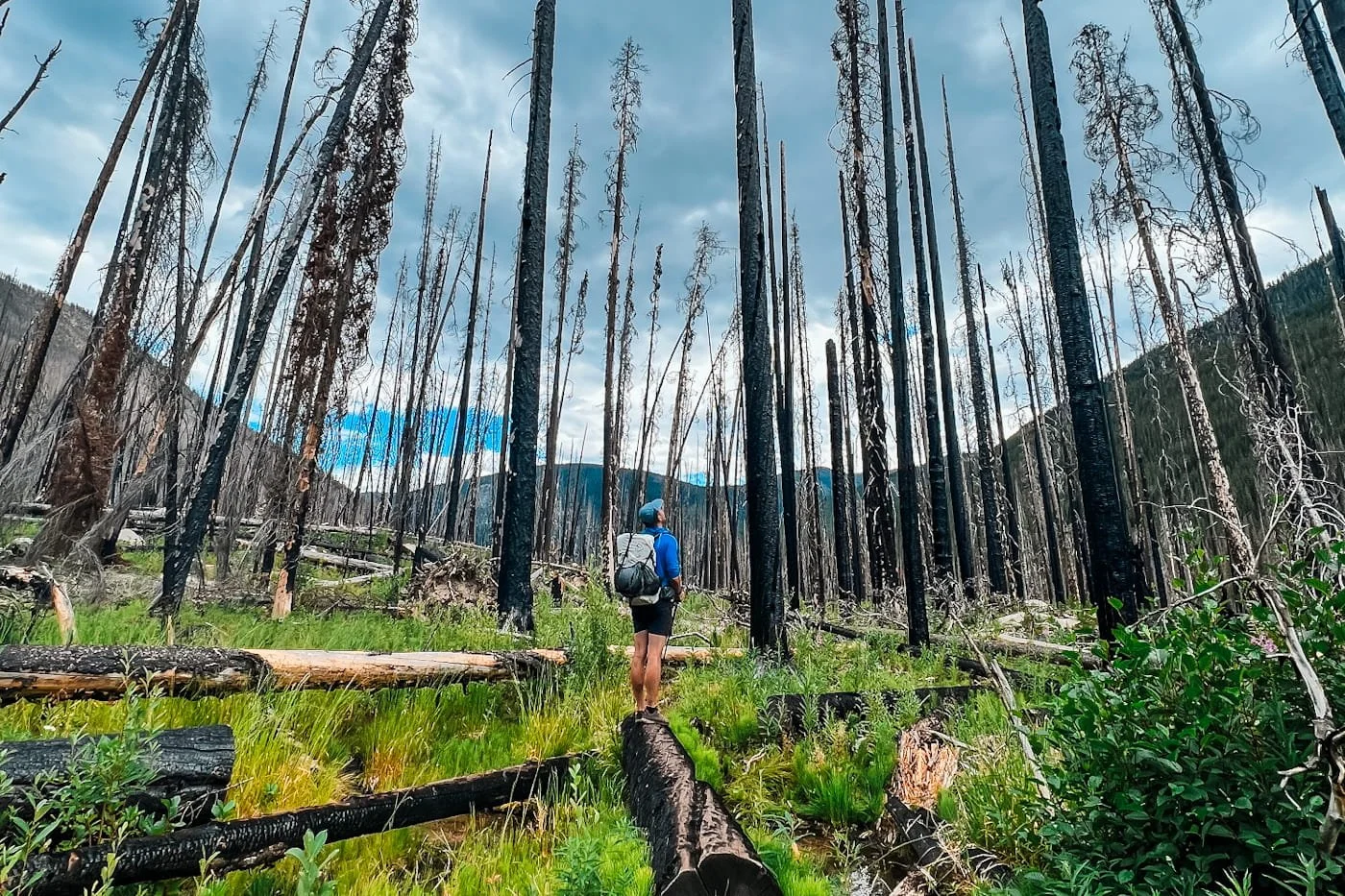 A hiker standing on a down tree in a burned section of forest with black, burnt trees all around