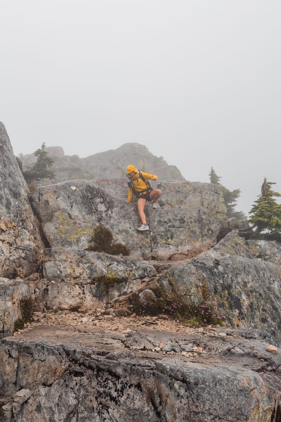 golden-ears-scramble.jpg