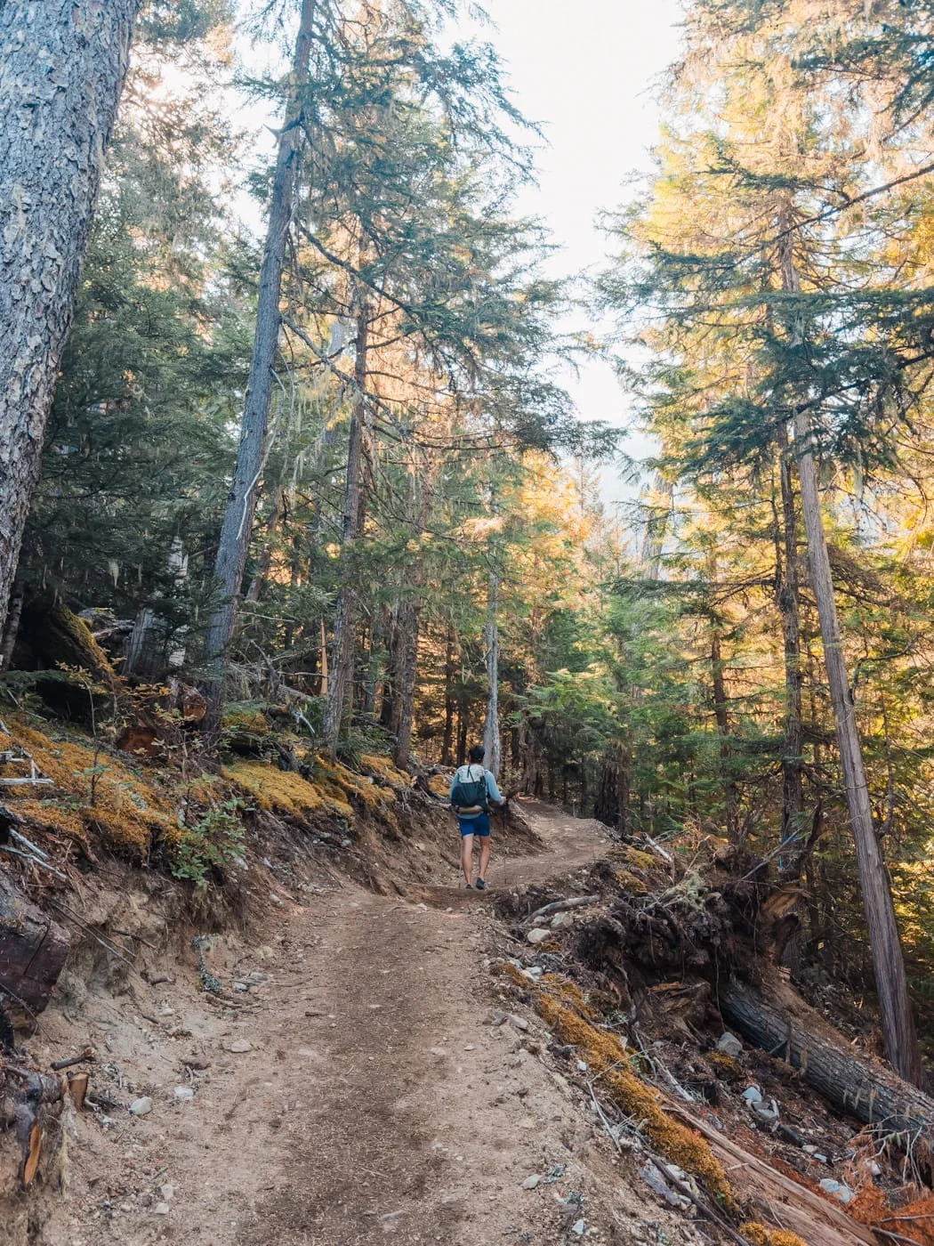 male backpacker along the lower new section of the Wedgemount Lake trail 