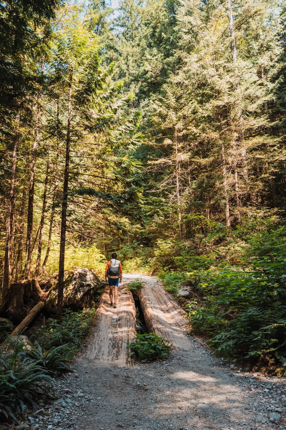 golden-ears-forest-trail.jpg