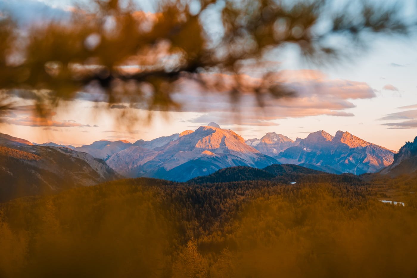 Peaking view through golden larch needles at the mountain views near Healy Pass