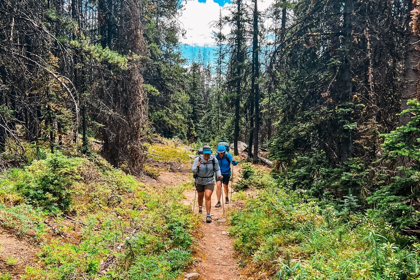 two backpackers hiking towards the camera on a forested trail