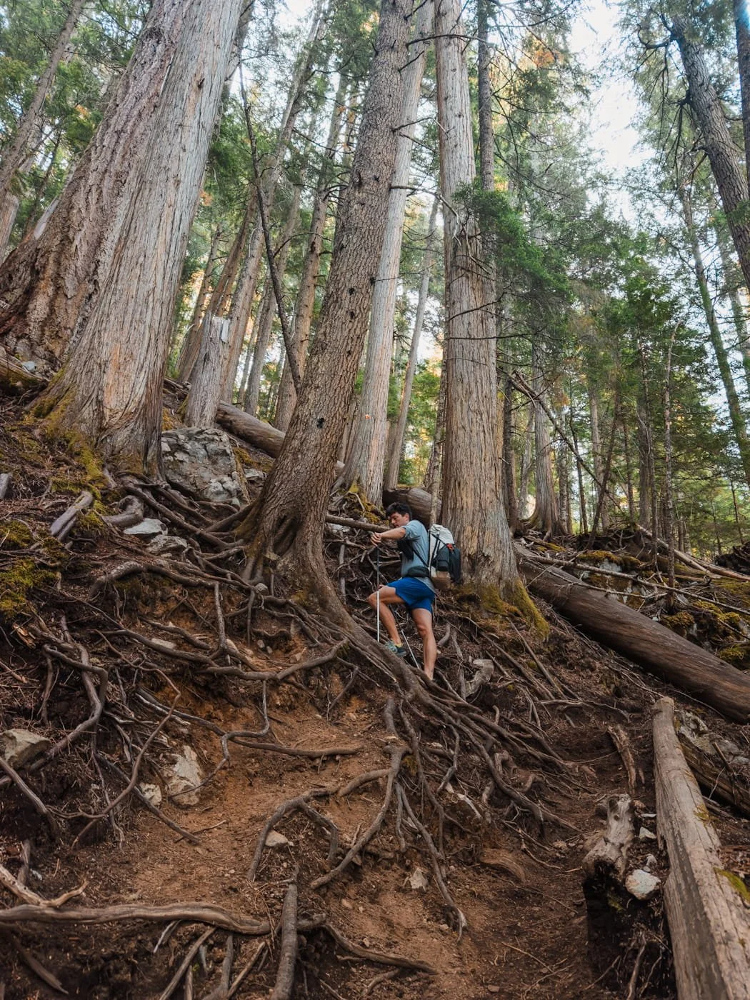  male backpacker hiking up a steep and rooted section along the Wedgemount Lake trail 