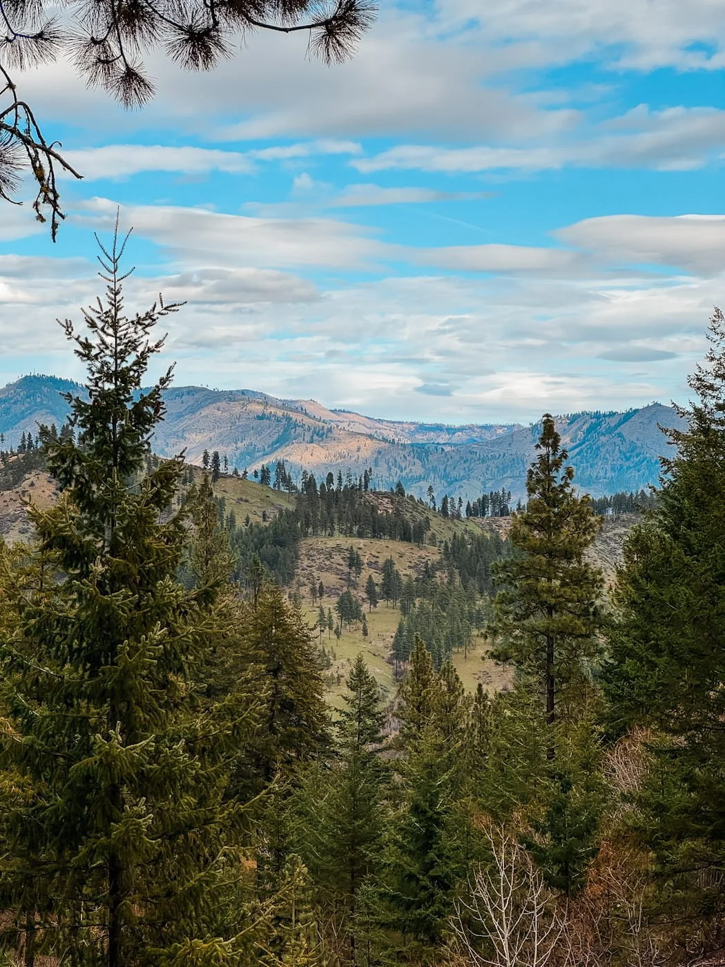 Mountain view point from Canyon Crest trail
