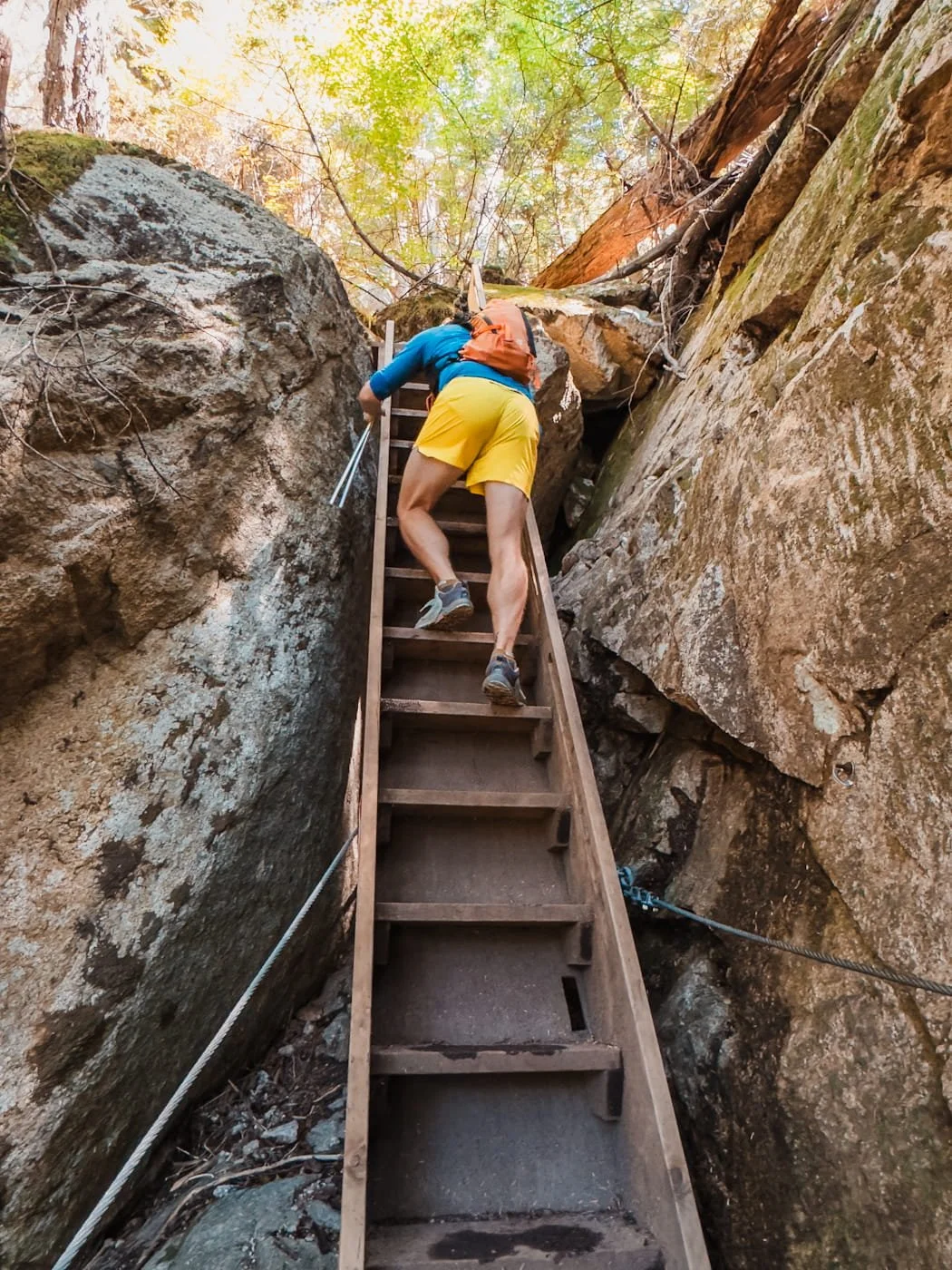 Ladder along The Climb trail