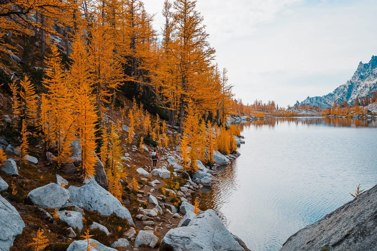 A backpacker hiking on a trail through golden larches in the lower core enchantments with Perfection lake on the side