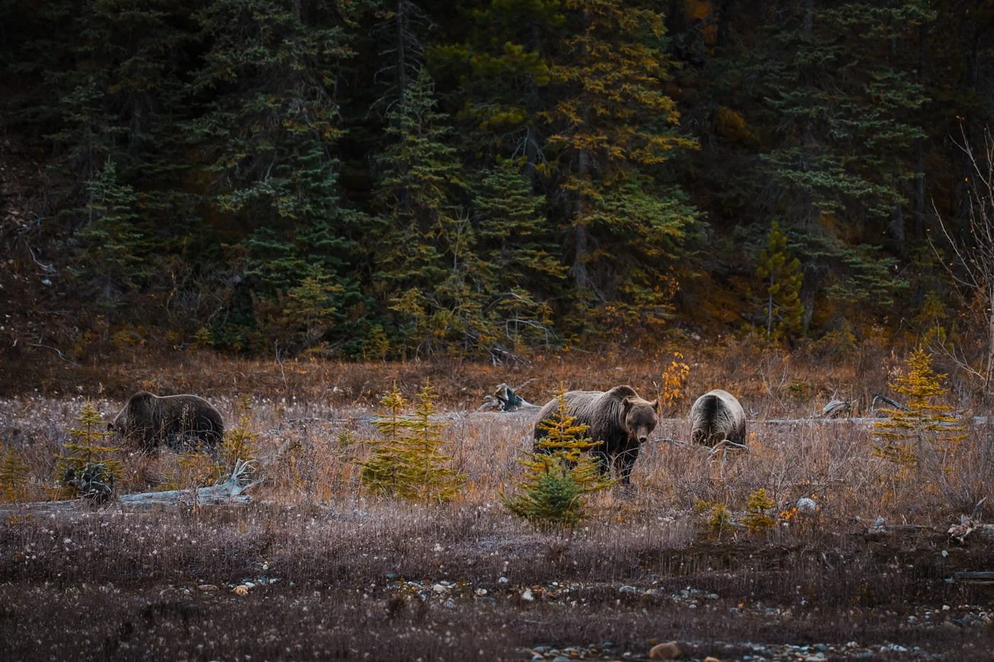 Three grizzly bears next to a creek