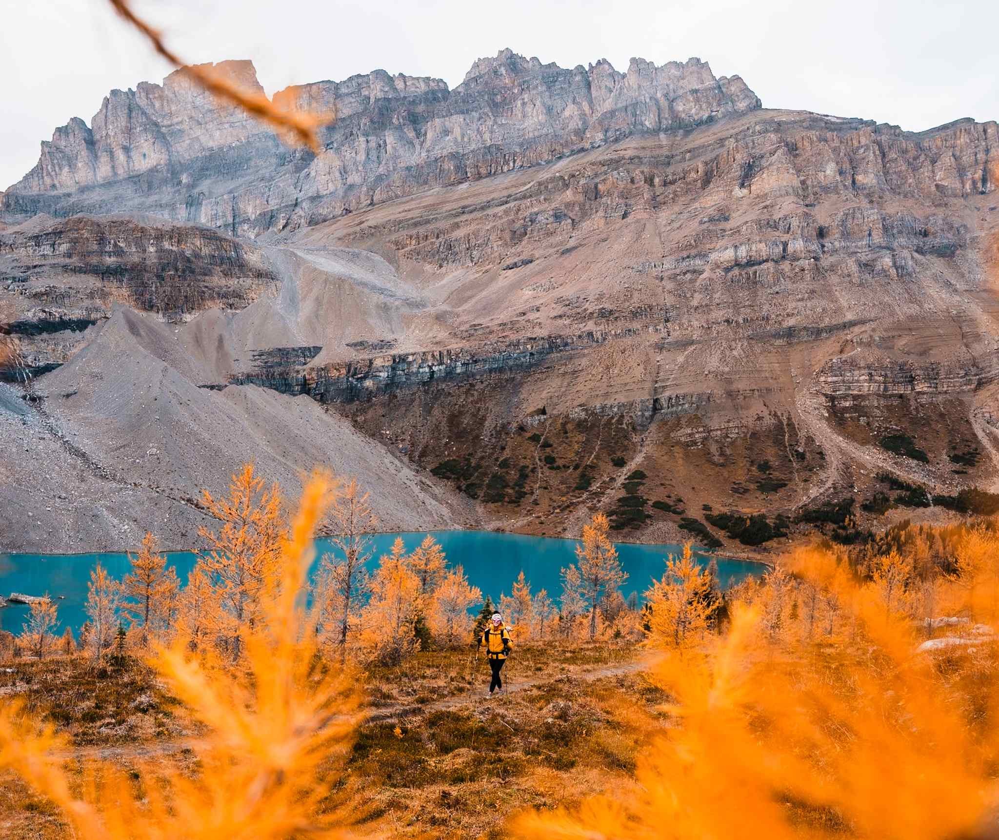 Girl hiking near Skoki Lakes in a forest of golden larches