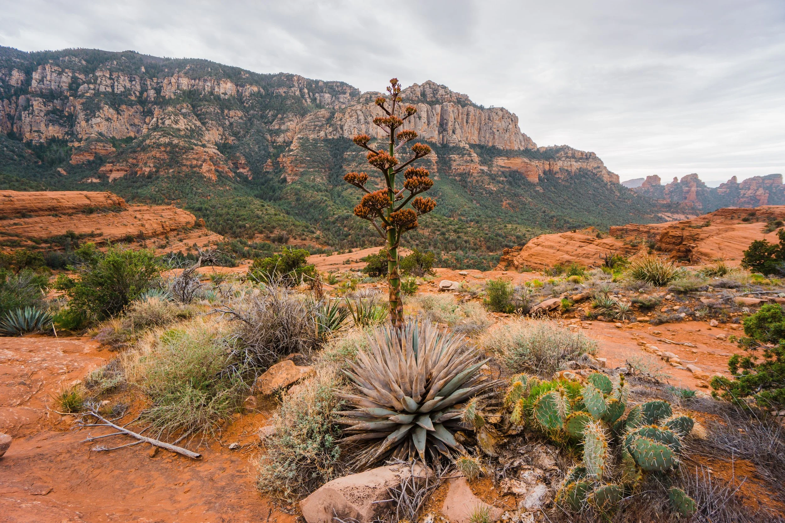 Munds Wagon Trail hike sedona
