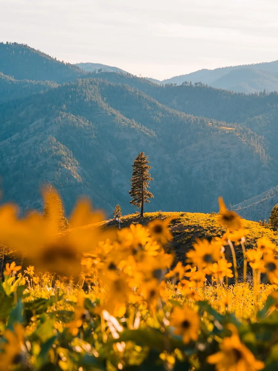 entiat-balsamroot-hill.jpg