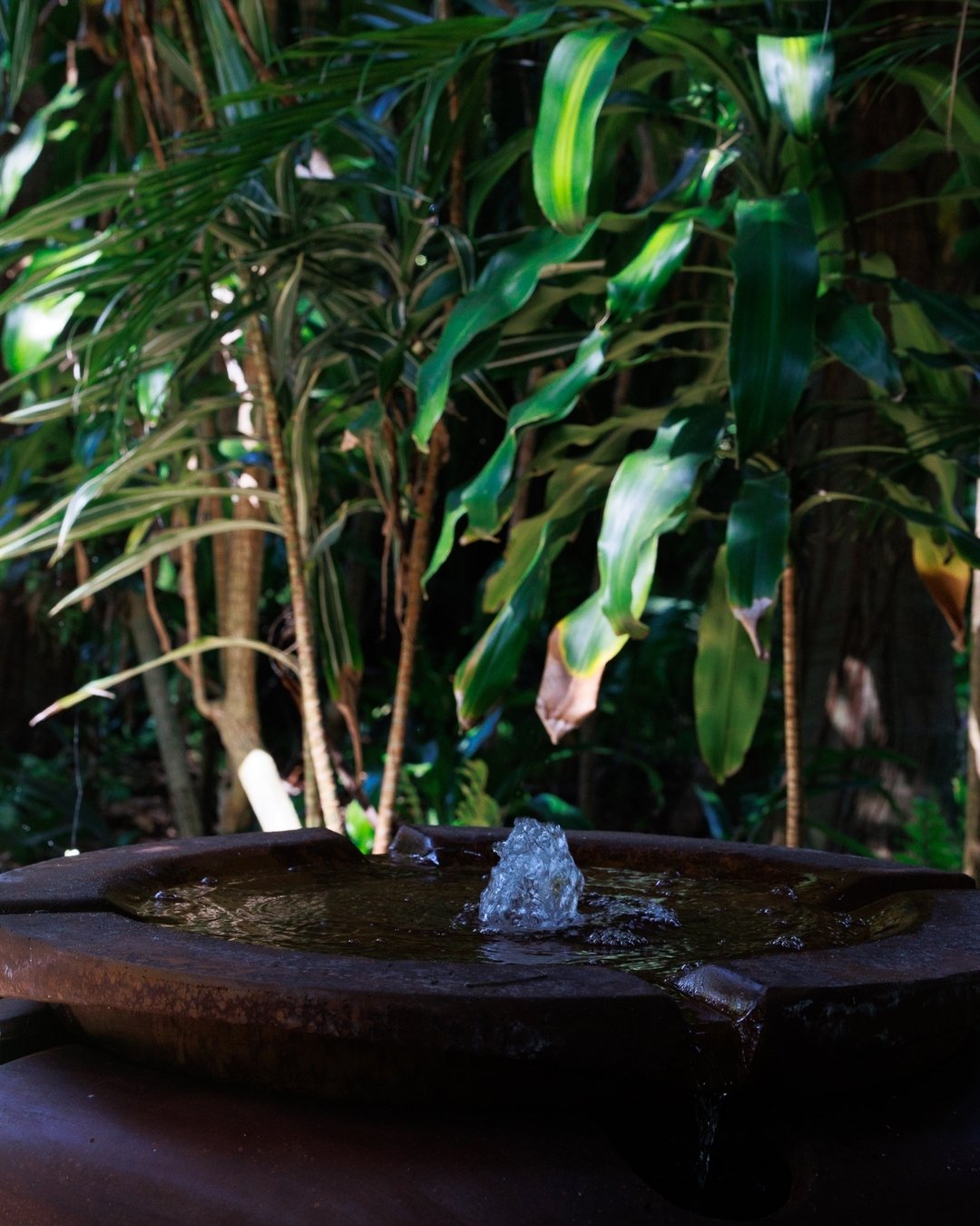 Oh the joy of a green garden with a relaxing fountain. There are lots of special locations to relax and enjoy your special day at In The Grove.
.
. #inthegrove #inthegroveqld #weddingsinthegrove #weddinginspo #weddinginspiration #premierweddingvenue 
