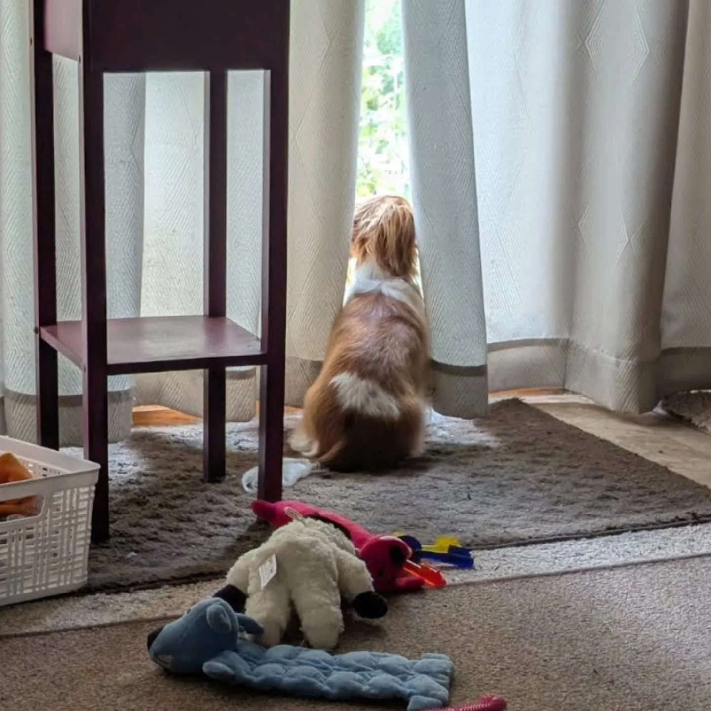 I have wonderful customers, both canine and human, but Miss Hazel seems to be the most excited of all for me to come back and start on her landscaping project. Sooooo.... I'm now offering discounts if you've got a cute dog. 😉

#wichitalandscaper #he