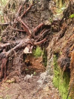 logging update 14.jpg