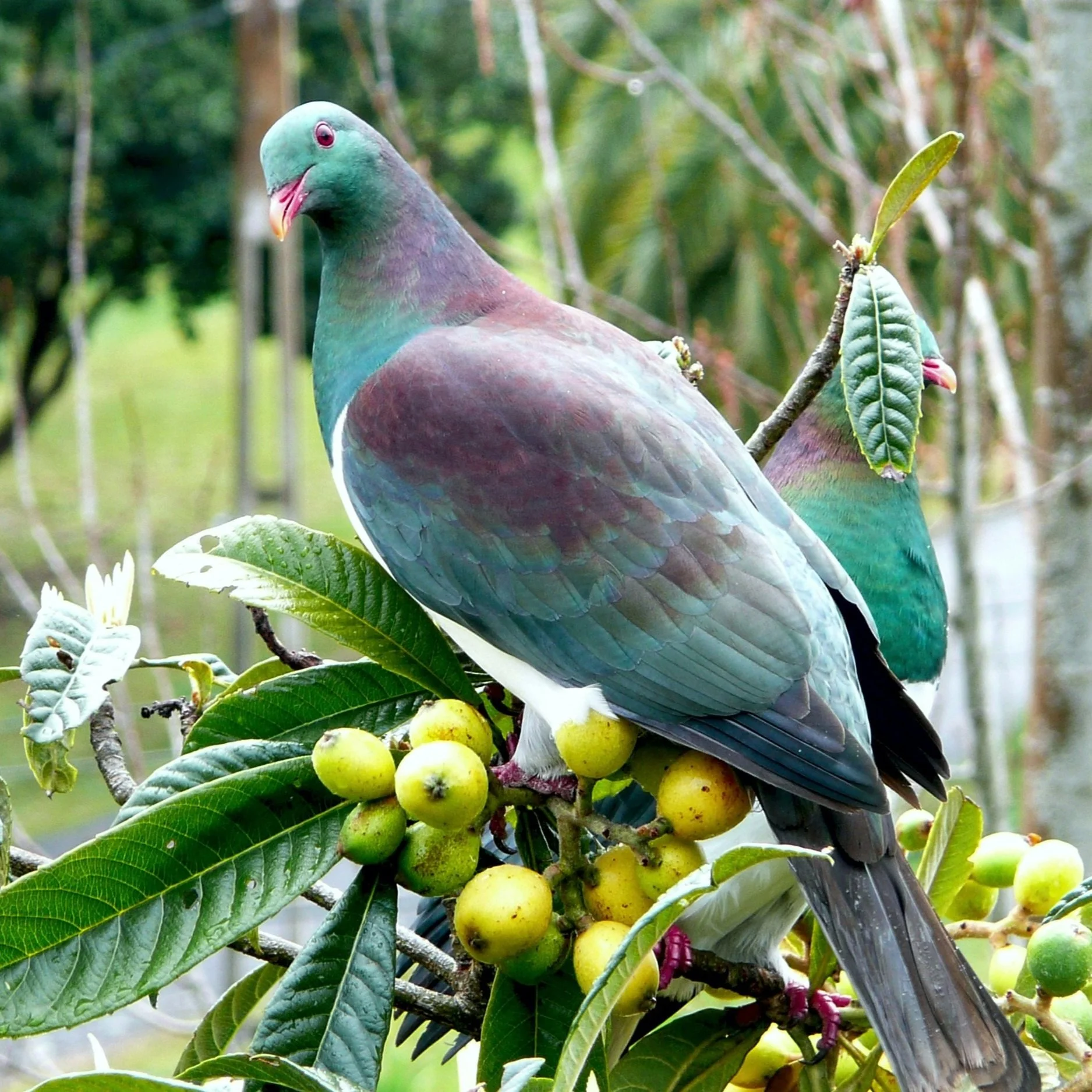  Huka Trapping Update October 2024