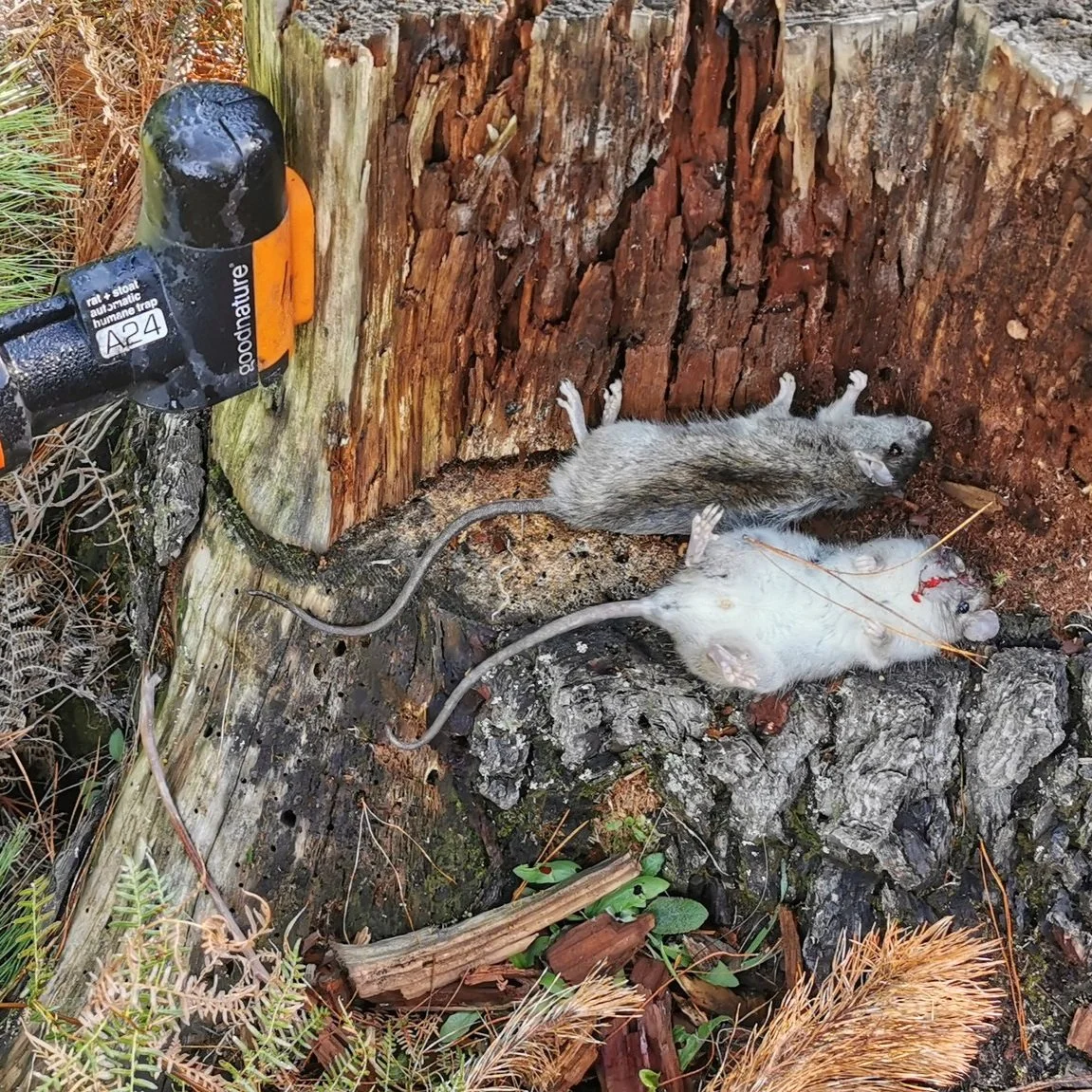 Huka Trapping Update June 2024