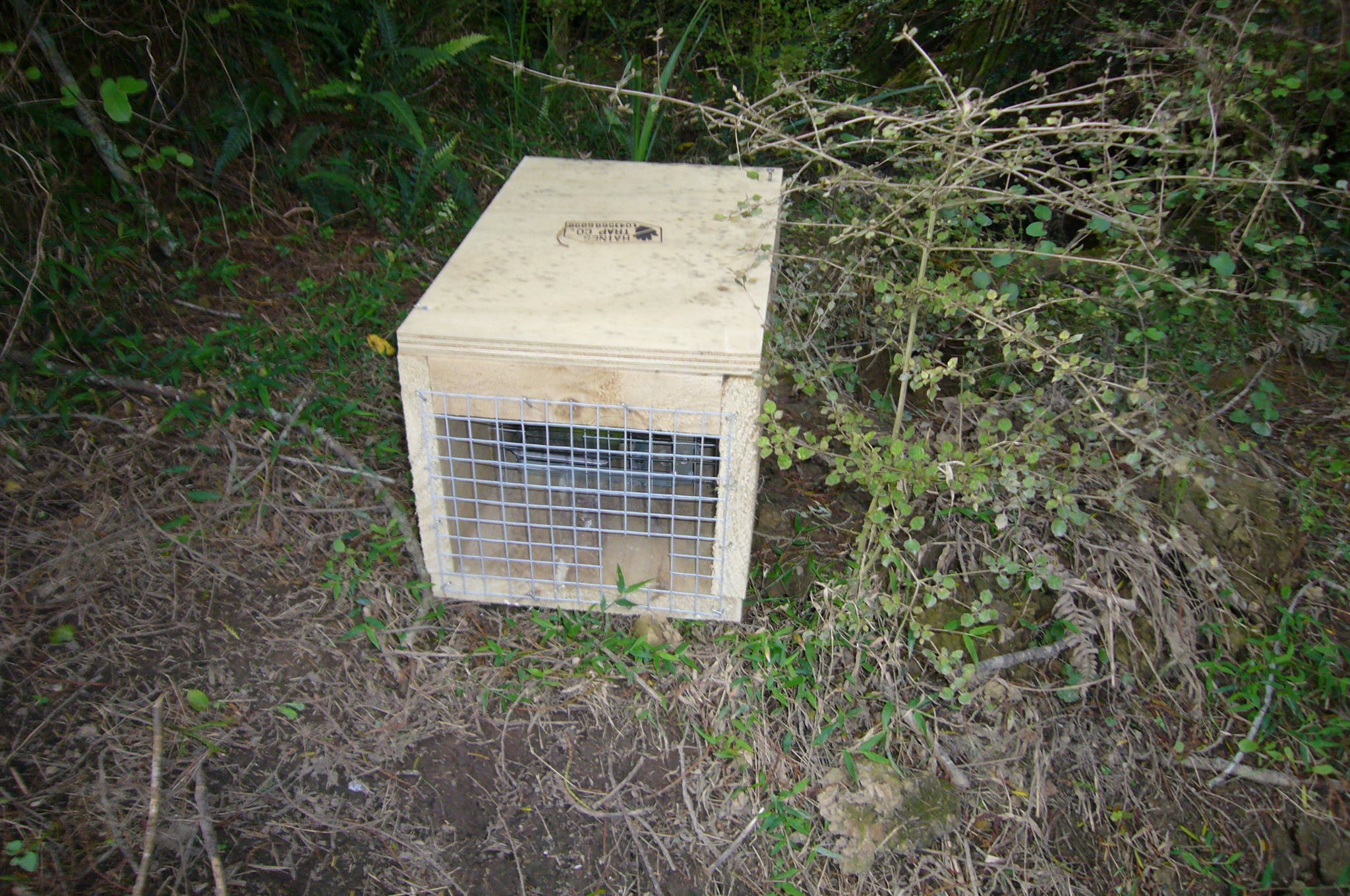 Bovine TB pest control on the town side of river corridor