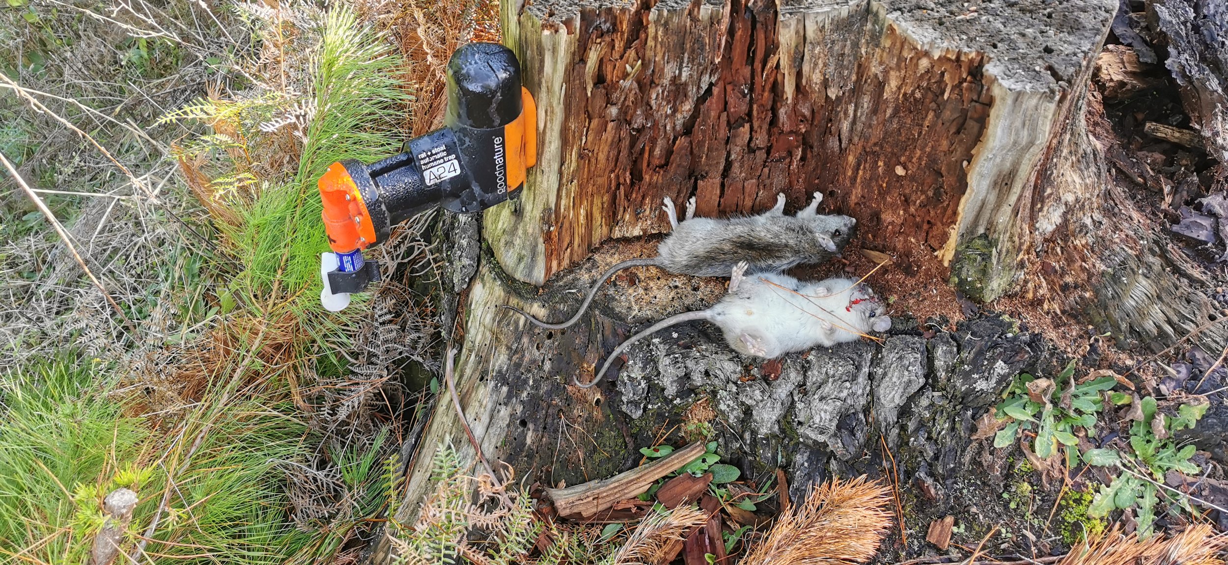 Trapping Tips and Tricks