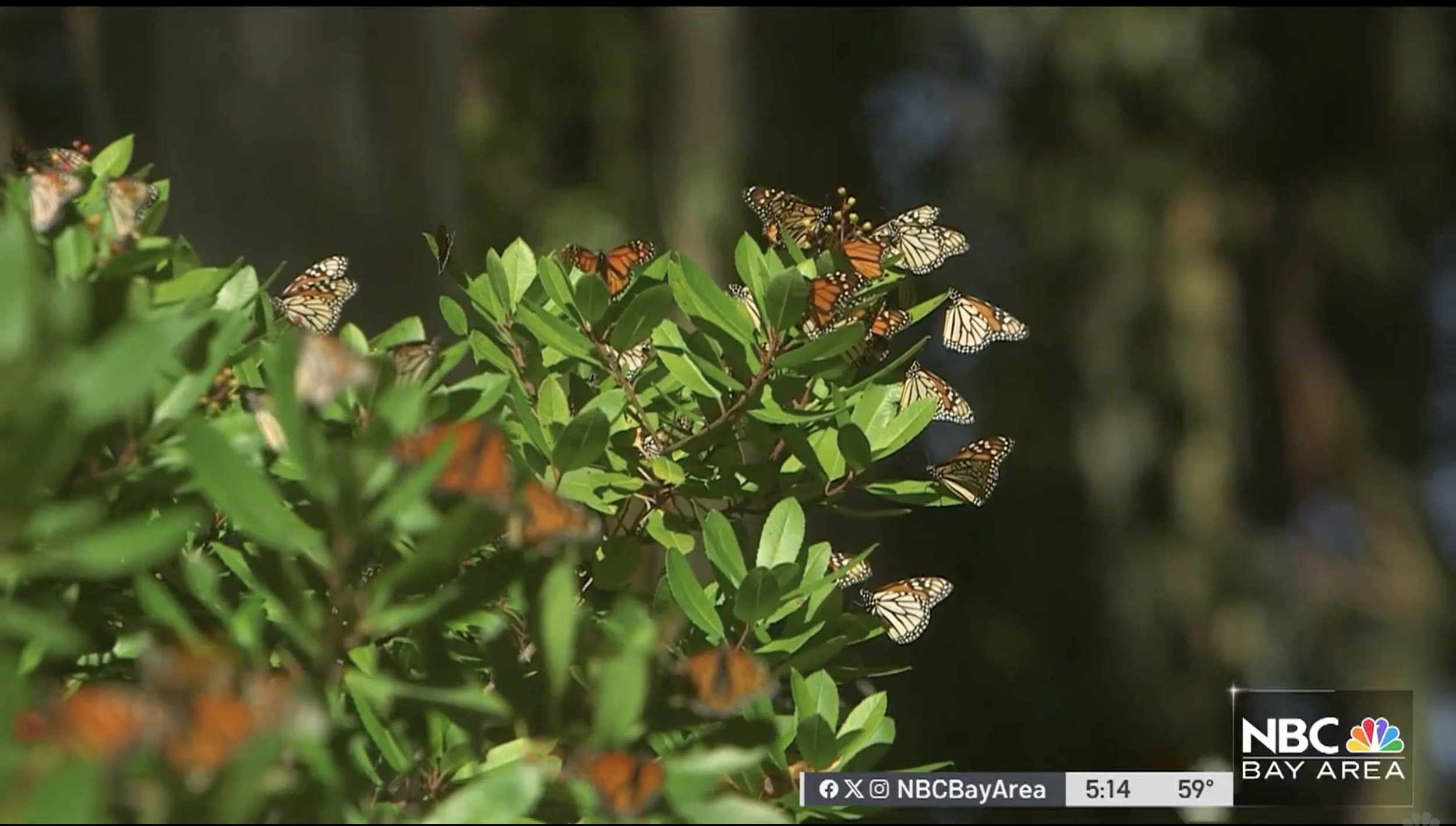 Bolinas' monarch butterfly population returns through challenging times
