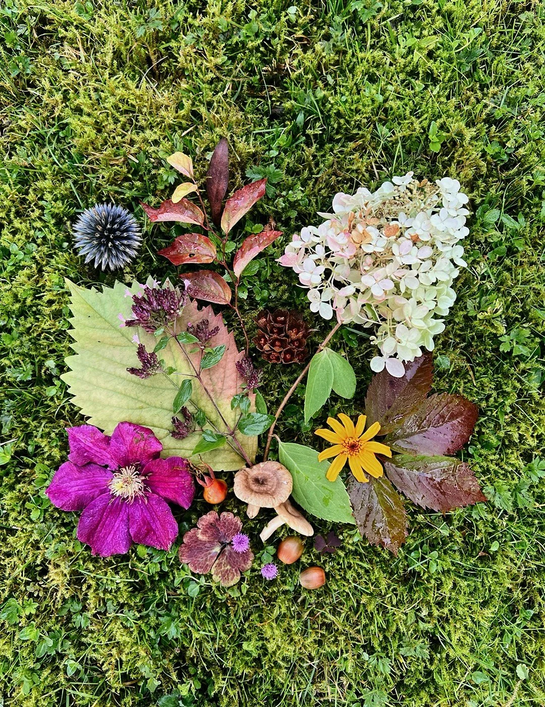 Sesongin aarteet, syksyn kokoelma 🍂
Kaikki neljä vuodenaikaa löydät #harjunpelto 
Koska Instagram ei enää näytä hakuja aikajärjestyksessä, olen parin vuoden ajan koonnut näitä kasvikollaaseja