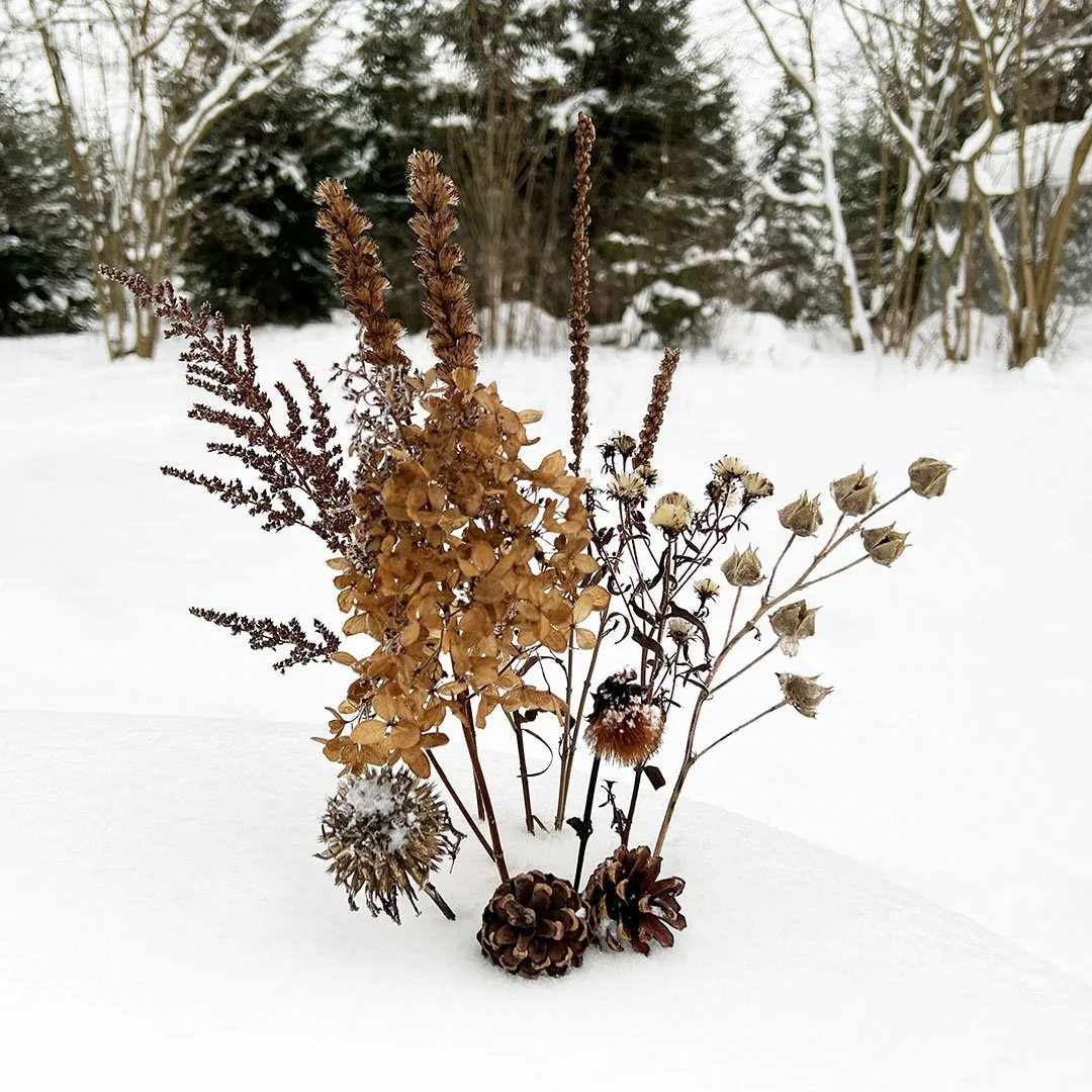 Pakkasessa poimittuja