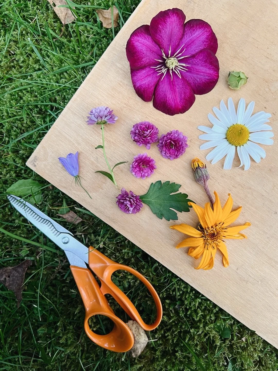 Ennen kuin kohta sukelletaan marraskuun pime&auml;&auml;n, napataan viel&auml; v&auml;h&auml;n v&auml;rienergiaa syksyn kukkaloistosta 🌸

~

Before we dive into November darkness, let&rsquo;s enjoy a little bit of colourful energy from autumn blooms