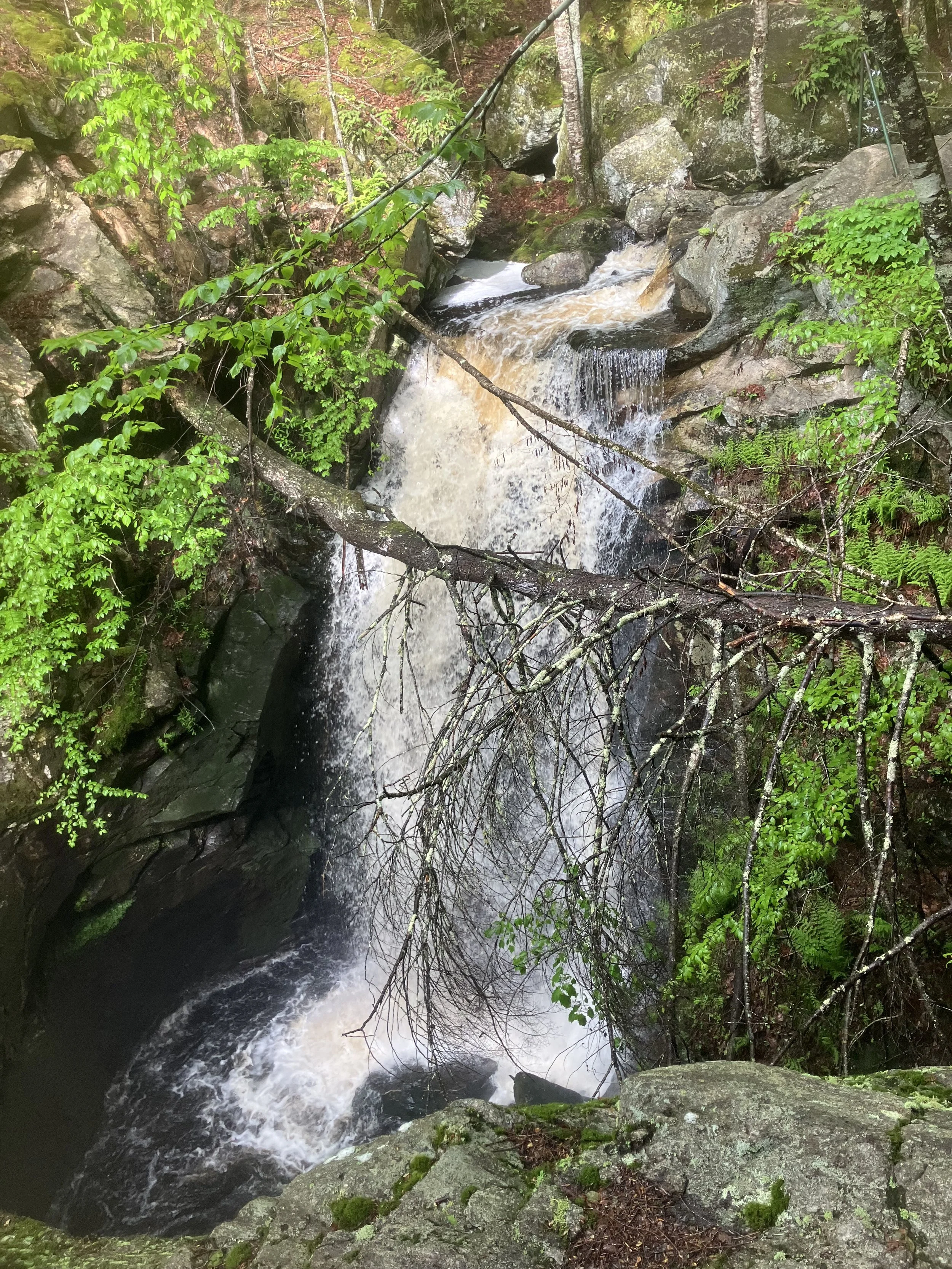IMG_4384.jpeg