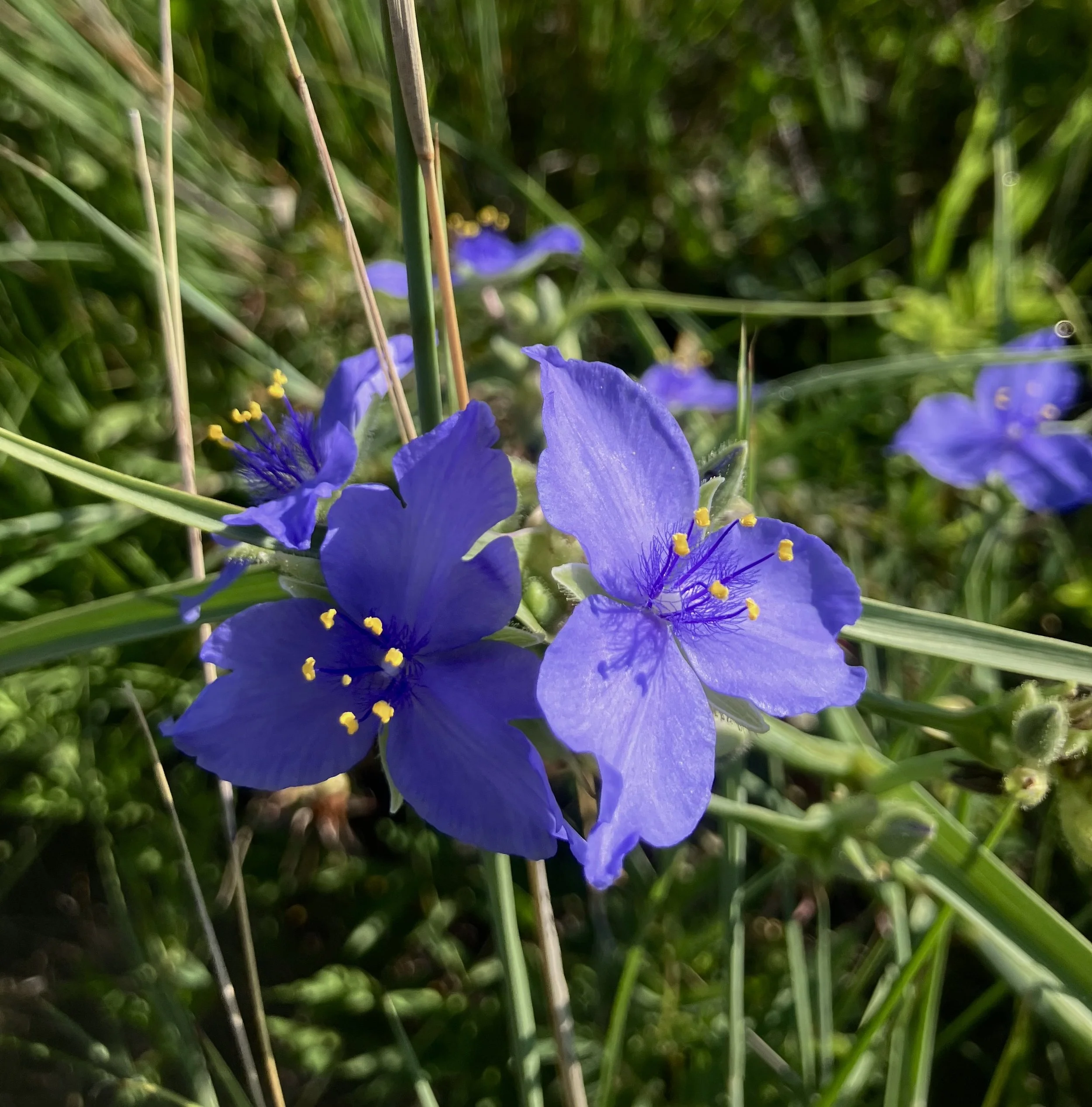 IMG_4533.jpeg