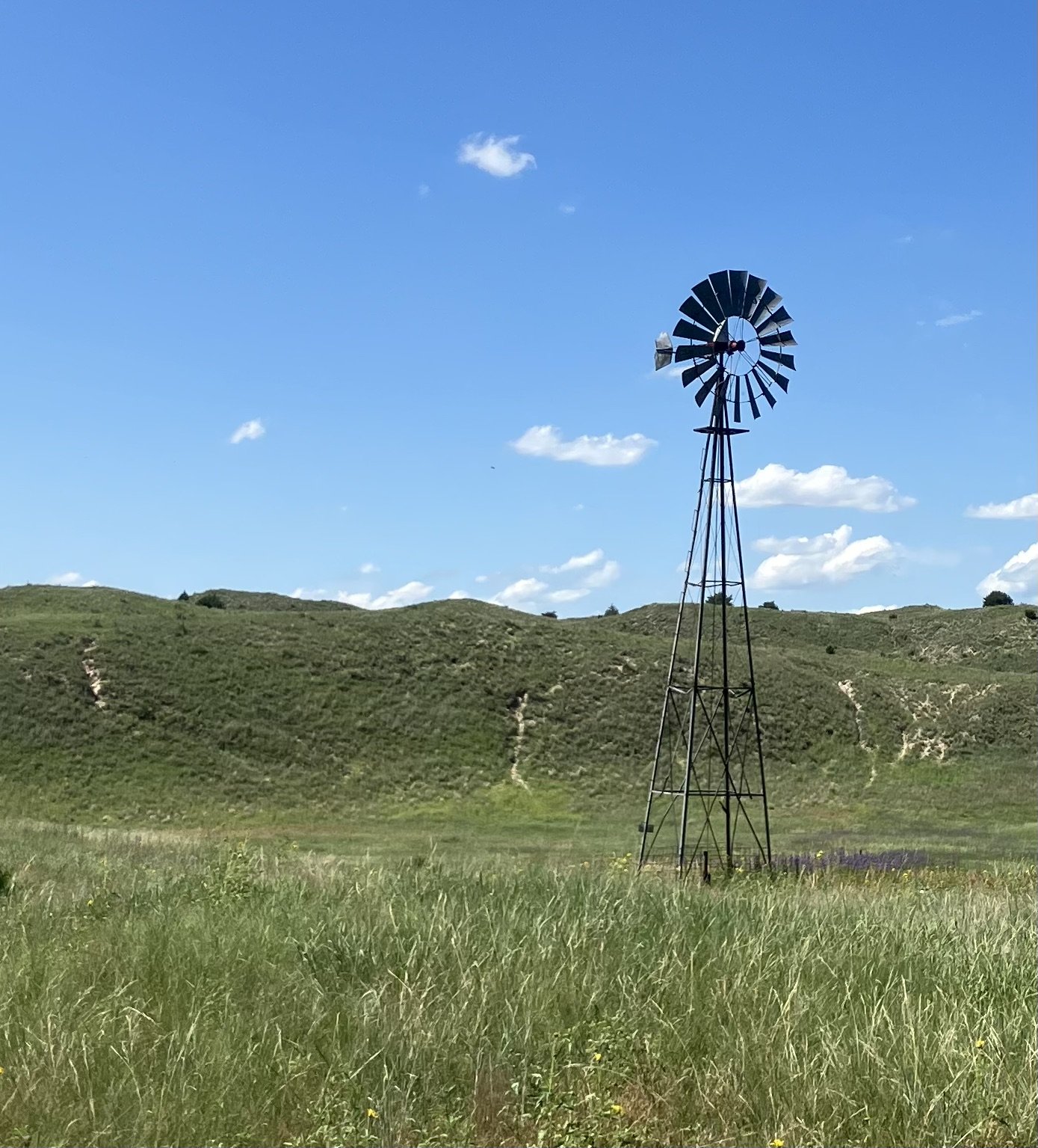 Halsey National Forest - Nebraska