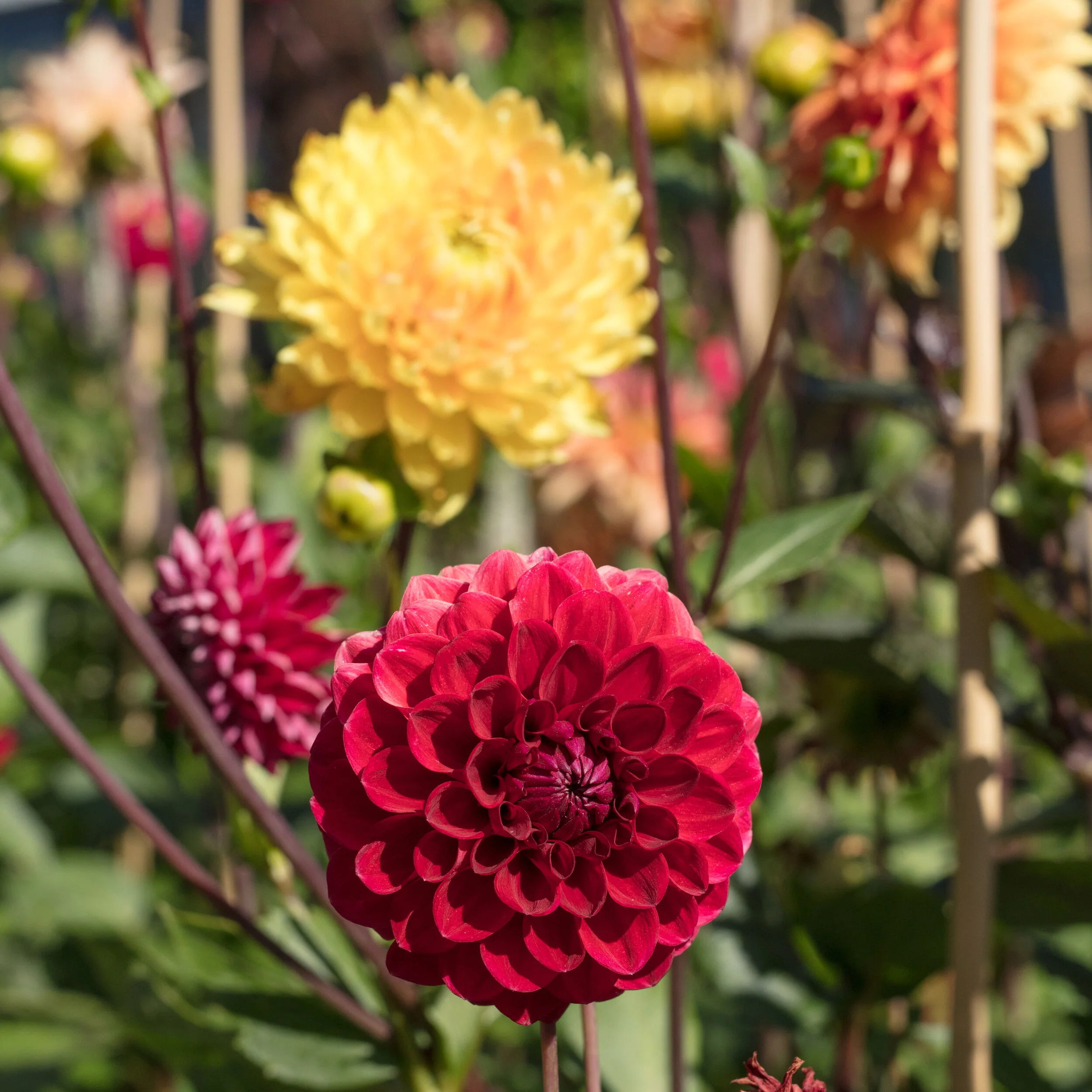 Cutting Garden -12.jpg