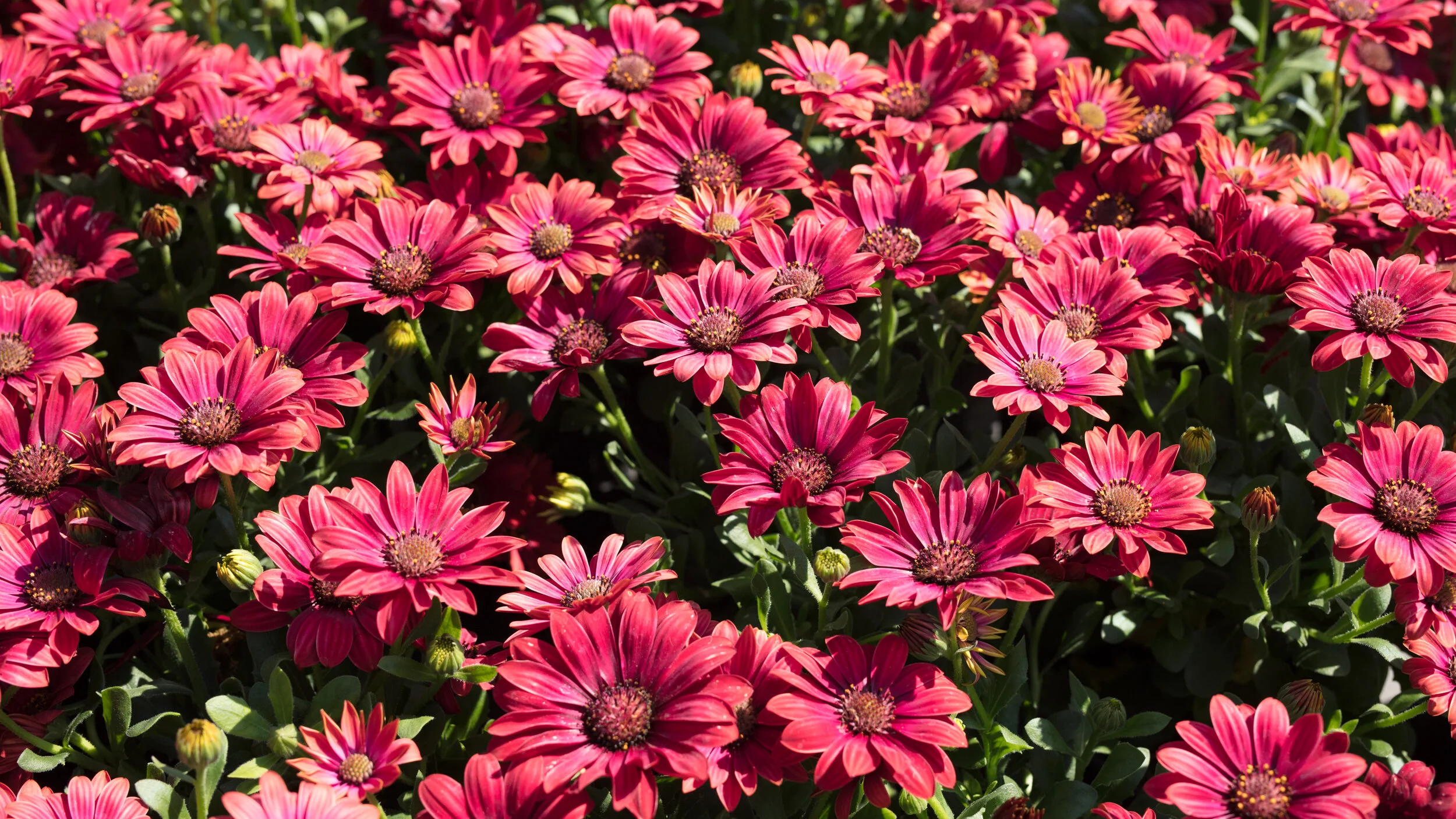 Petersham Nurseries Richmond -8.jpg