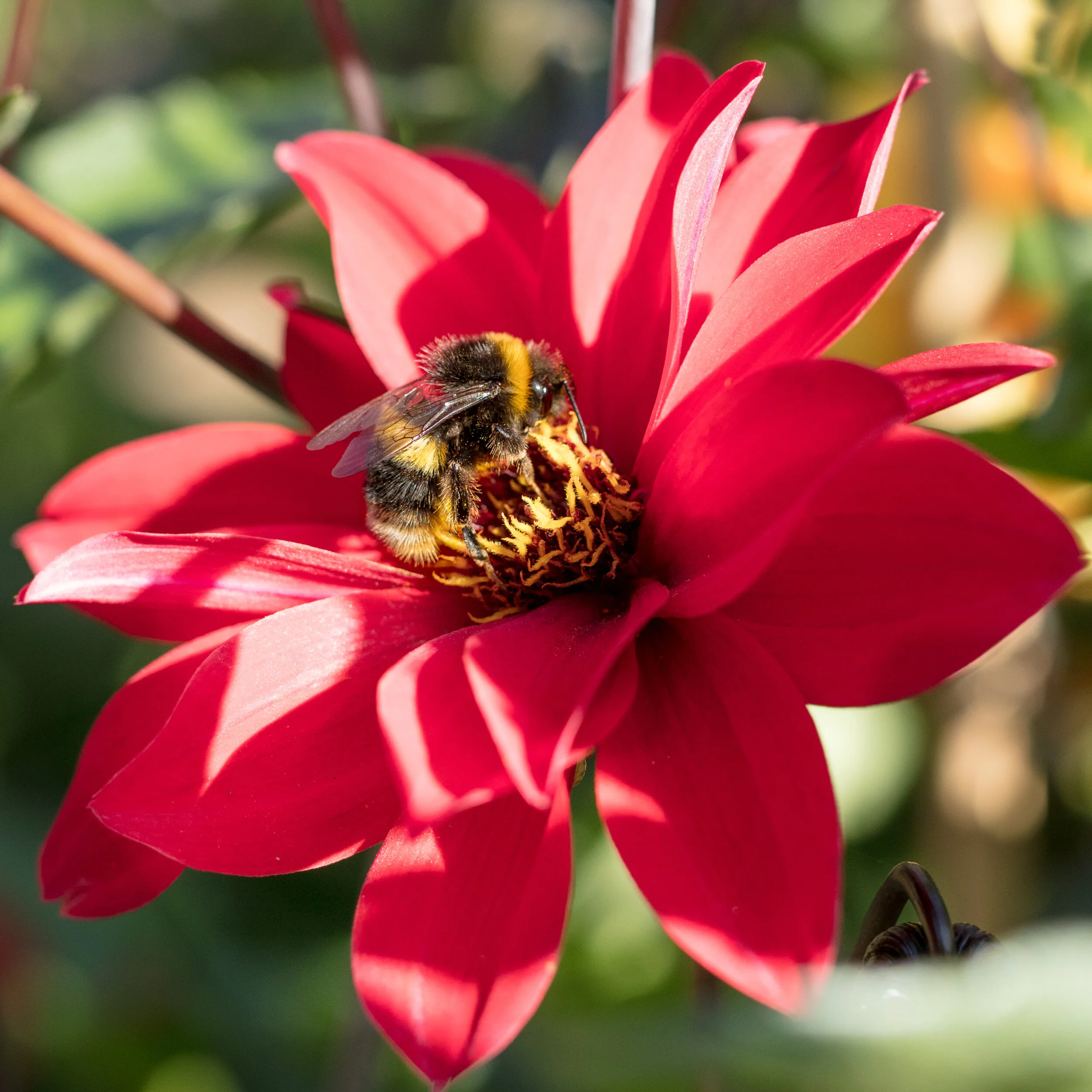 Cutting Garden -9.jpg