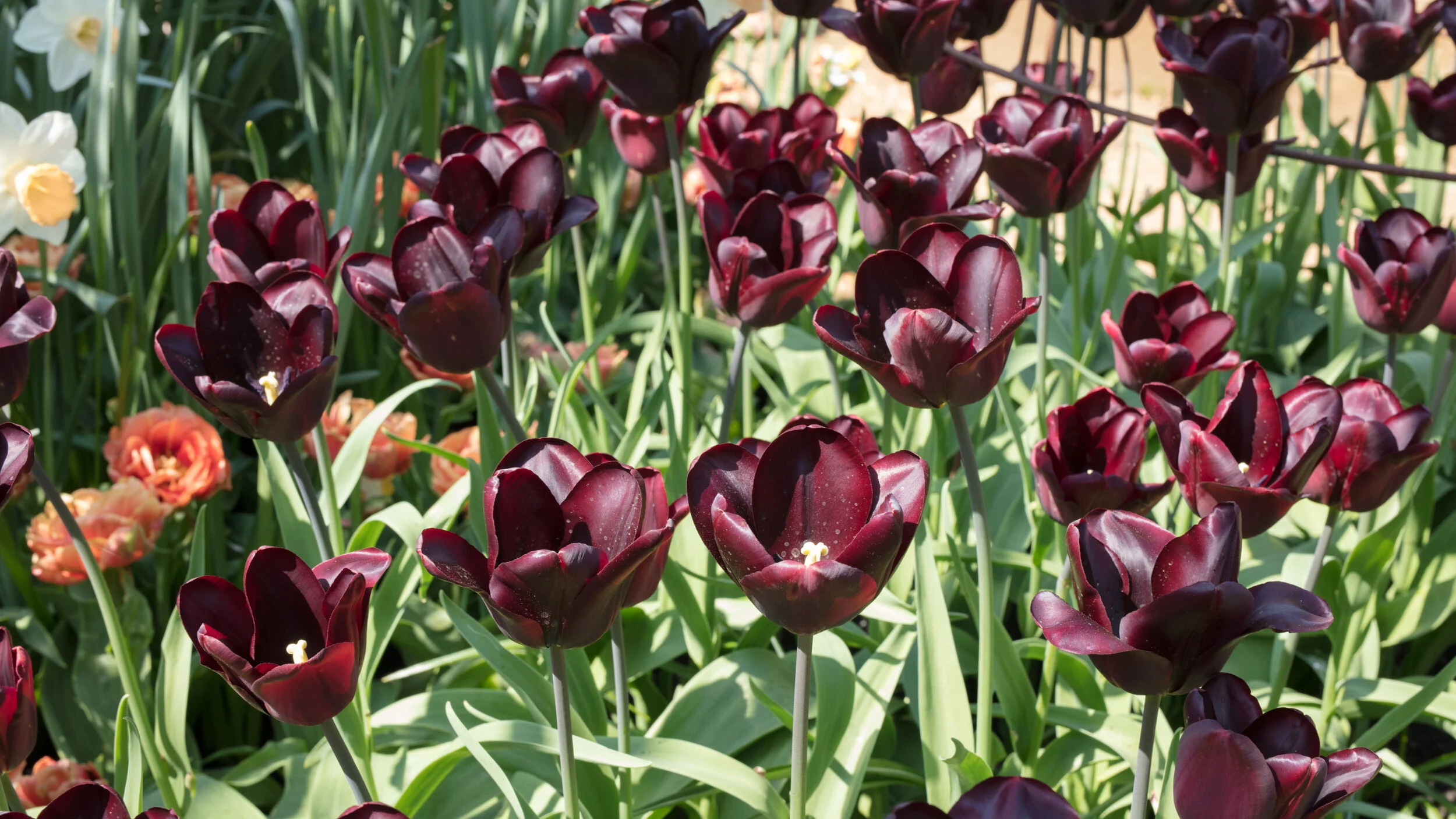 Richmond Garden-56.jpg