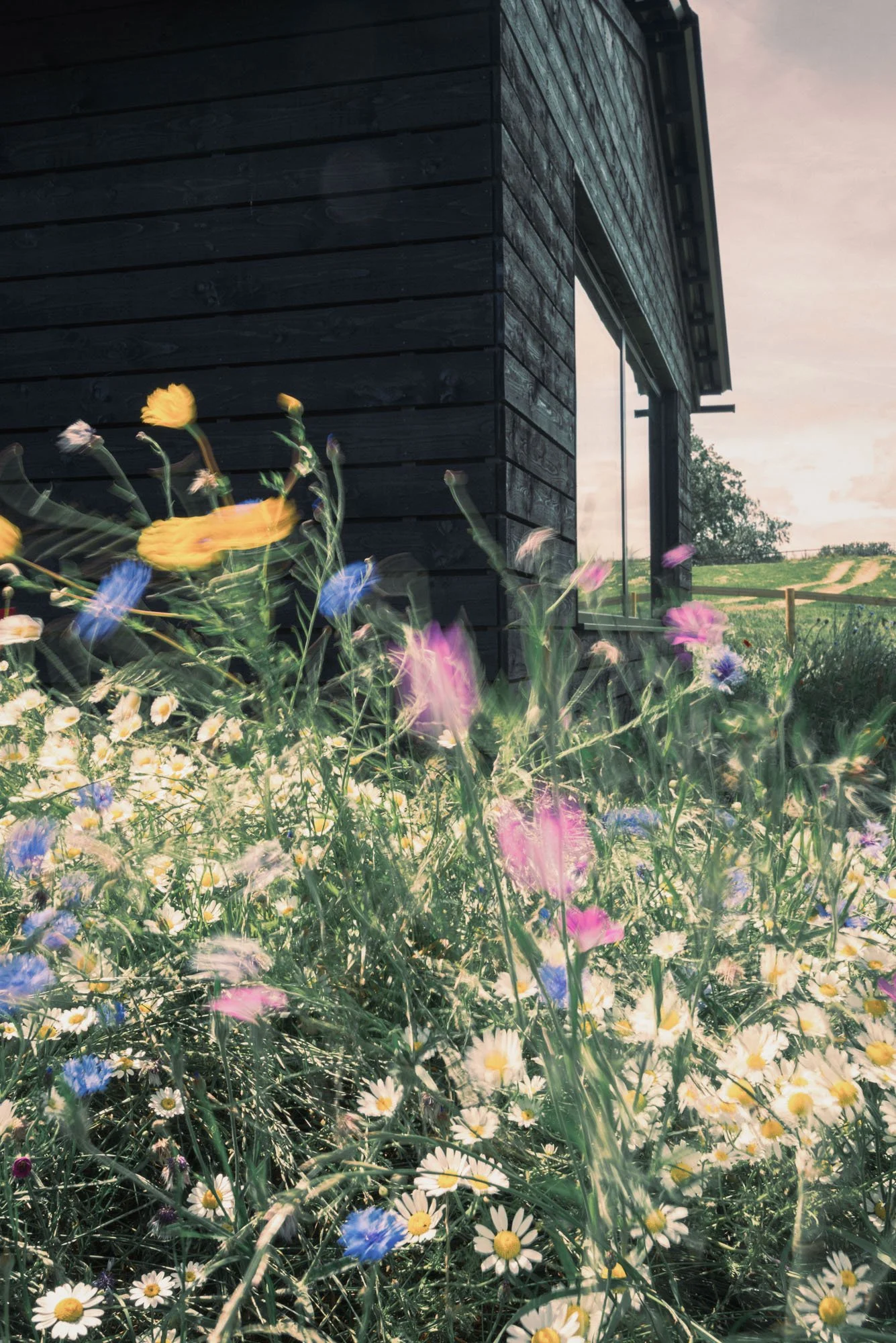A modern black wooden building with large windows is seen in the background, surrounded by a field of various colorful wildflowers in the foreground. The sky is overcast with a hint of pinkish hues.