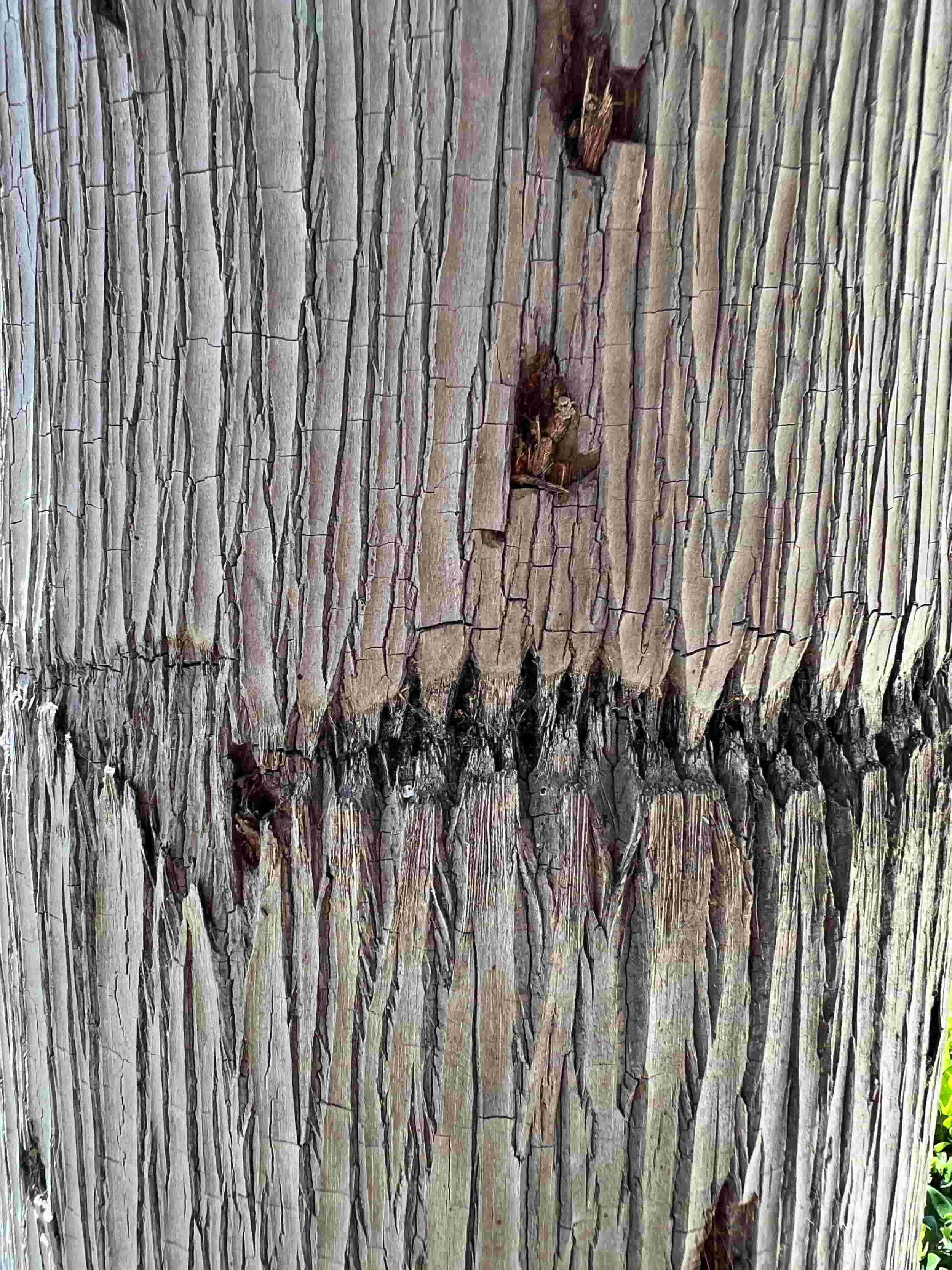 Photo of the trunk of some kind of palm