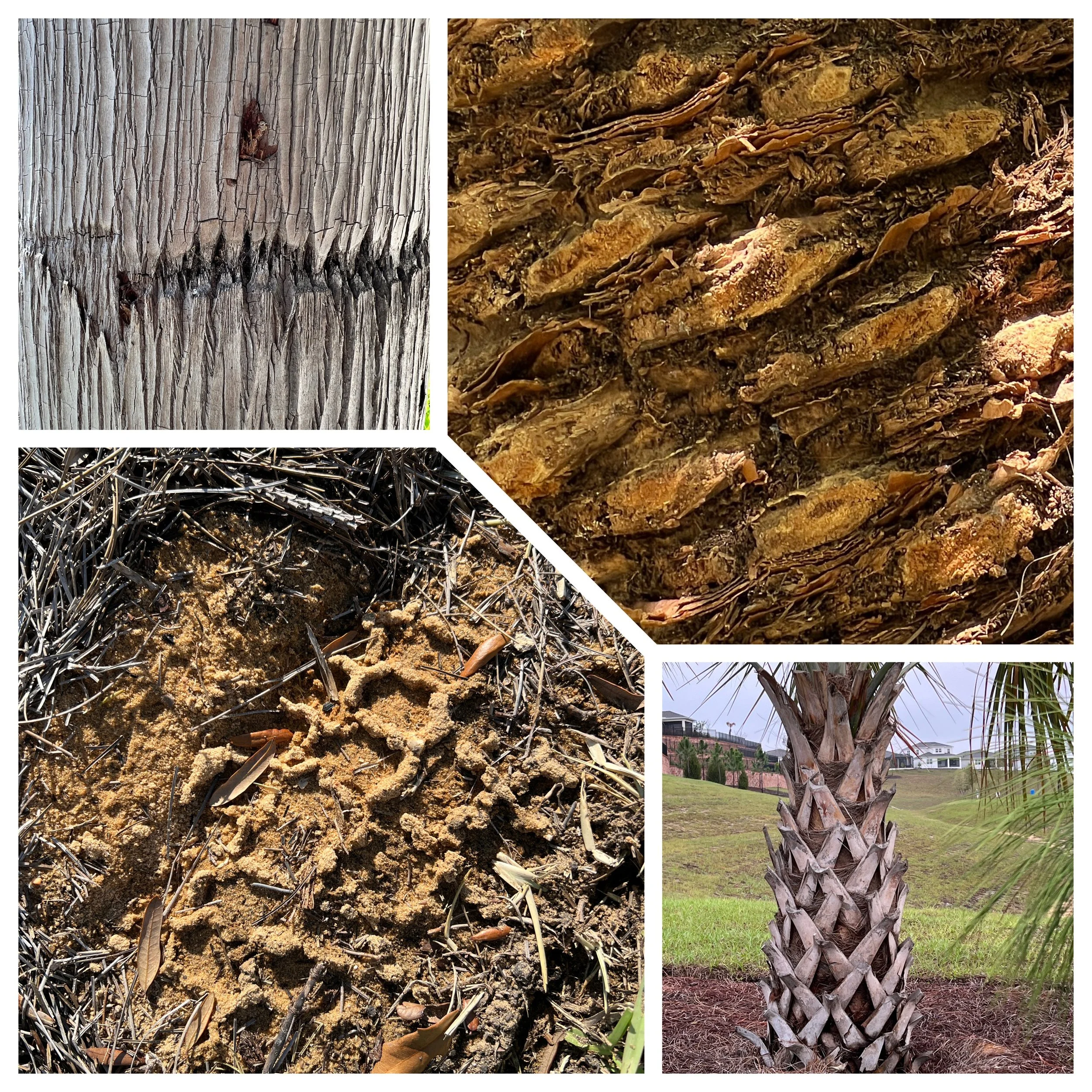 A grid of four botanical patterns.