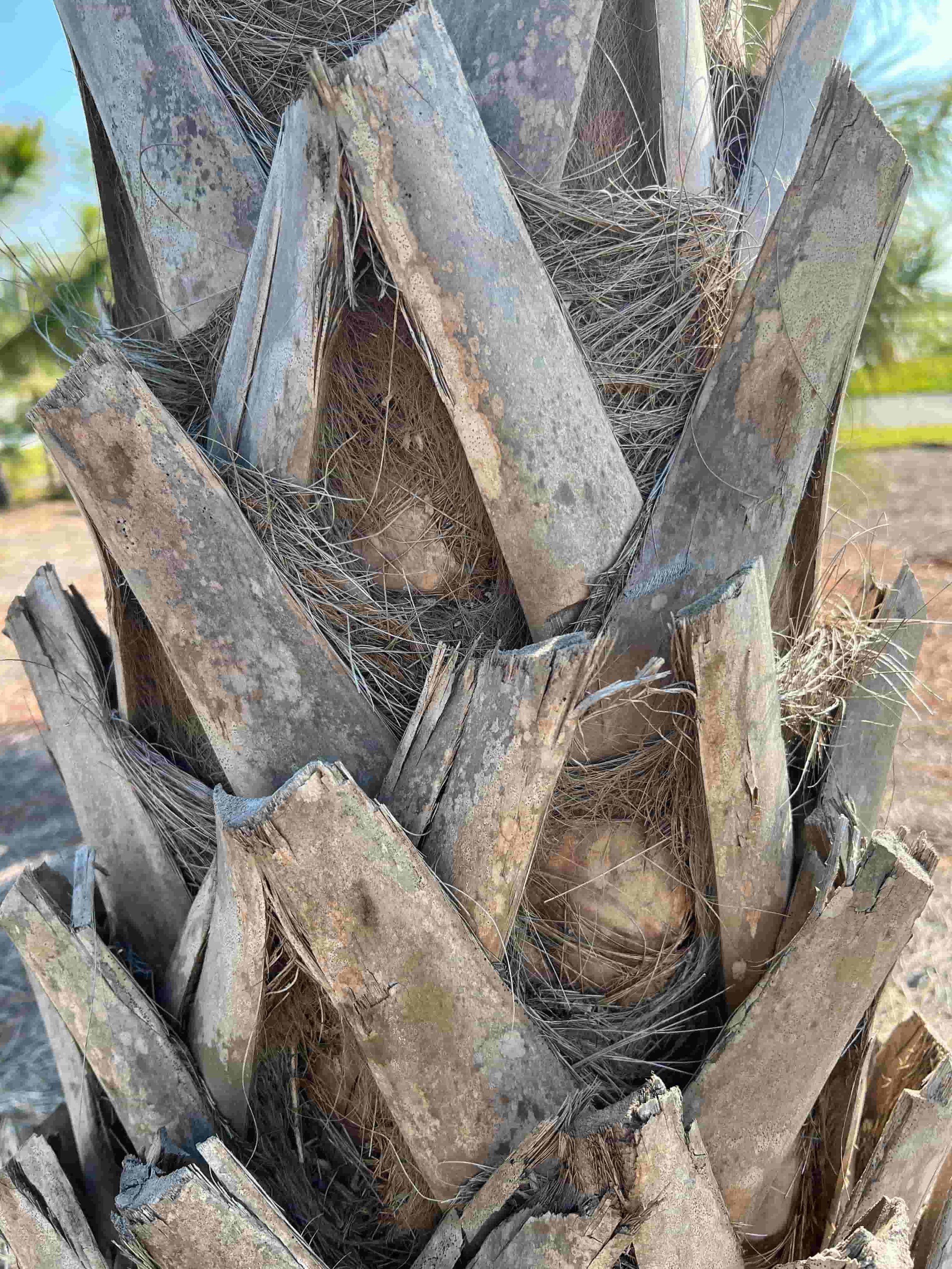 Patterns in the Wild: A Composition Lesson From Nature